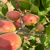 Guangong Face Apricot Plant
